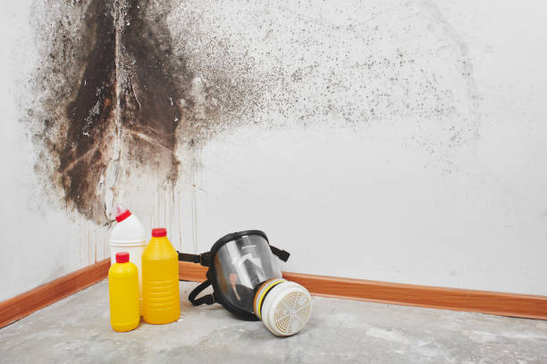 Best Emergency Mold Removal  in West Columbia, TX