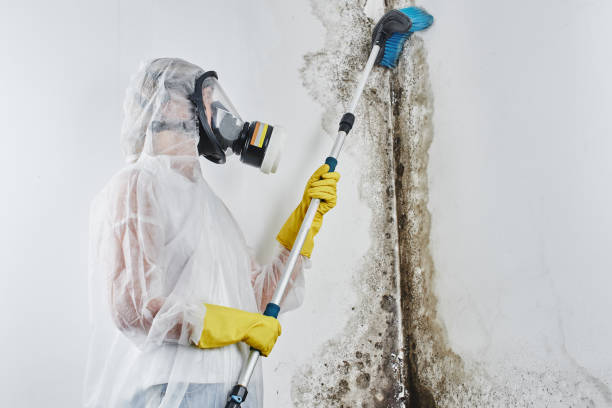 Home Mold Removal in West Columbia, TX