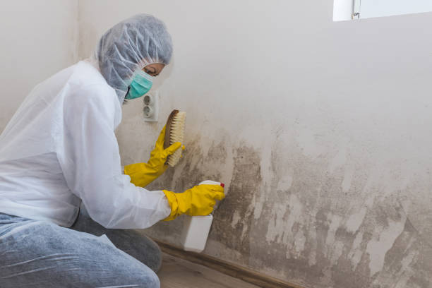 Certified Mold Removal in West Columbia, TX