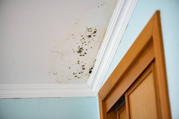 Best Toxic Mold Removal  in West Columbia, TX