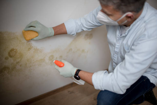 Best Fast Mold Removal  in West Columbia, TX