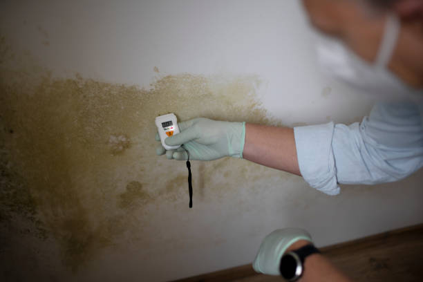 Best Attic Mold Removal  in West Columbia, TX
