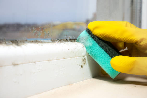 Best Home Mold Removal  in West Columbia, TX