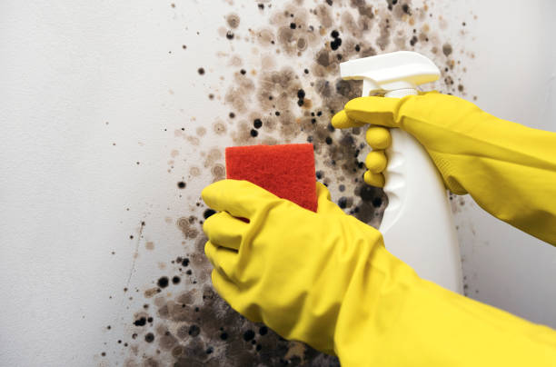 Best Best Mold Removal Companies  in West Columbia, TX