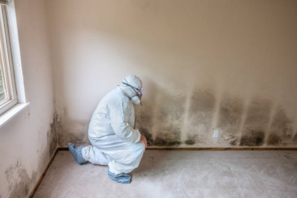 West Columbia, TX Mold Removal Company