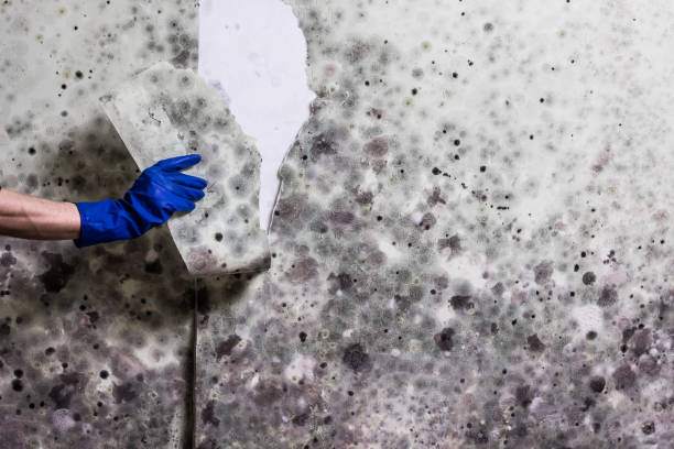 Best Mold Removal Near Me  in West Columbia, TX